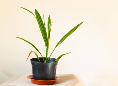 Kavanozdaki avuç içi süs bitkisi yetişiyor.