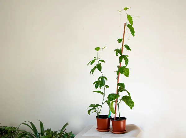 Плоды страсти растут в помещении, как декоративные растения — стоковое фото