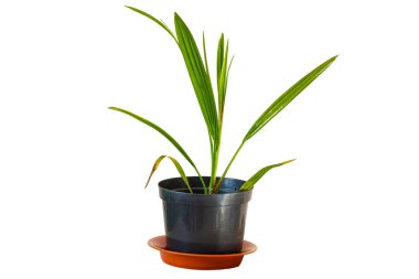 Beyaz arka plan üzerinde izole saksı palmiye ağacı