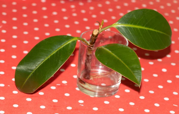 Rubber fig propagation in water. Ficus elastica — 스톡 사진