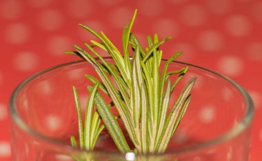 Rosemary cuttings, propagation in water concept. Benefits of rosemary. Close up clipart