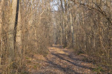 Soğuk mevsimde yapraksız orman, kuru bitki örtüsü