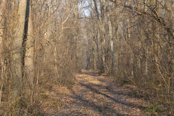 Bosque sin hojas en la estación fría, vegetación seca — Foto de Stock