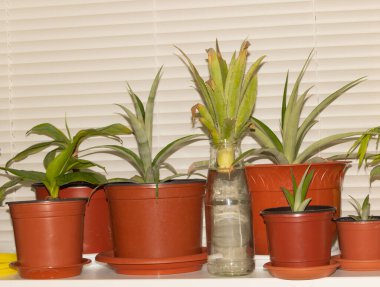 Suda ananas üretimi, evde ananas yetiştirme.