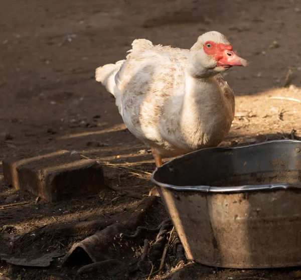 White Muscovy drinks water, portrait of a domesticated duck — 스톡 사진
