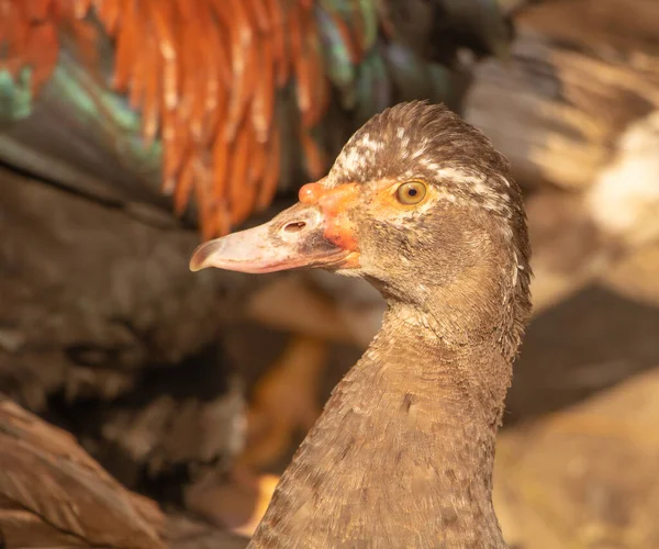 Canard musqué gros plan beaux oiseaux domestiqués — Photo