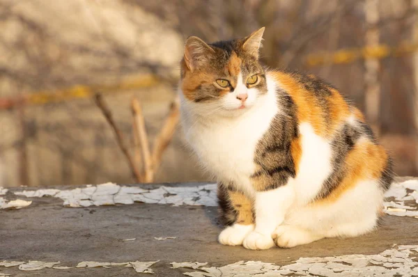 Un hermoso gato con tres colores descansa afuera — Foto de Stock