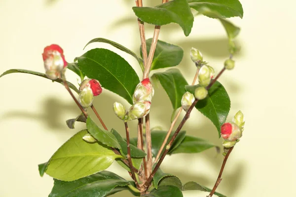 Camellia Japonica in flower buds. How to grow Camellia Japonica concept — Stock Photo, Image