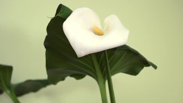 Calla blanca Zantedeschia aethiopica en flor hermosa — Vídeos de Stock