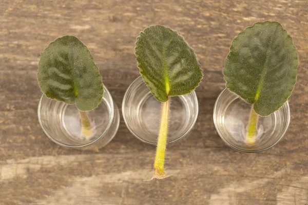 African violet leaves in water. African violet propagation Concept