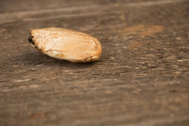 Ahşap arka planda mango tohumu. Tohumdan mango nasıl yetiştirilir?