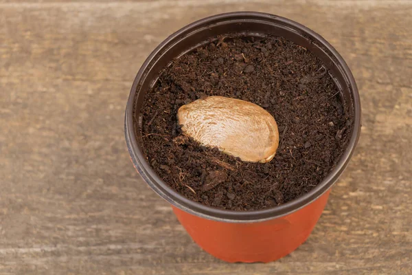 Sementes Manga Plantadas Acima Solo Vaso Vaso Como Cultivar Manga — Fotografia de Stock