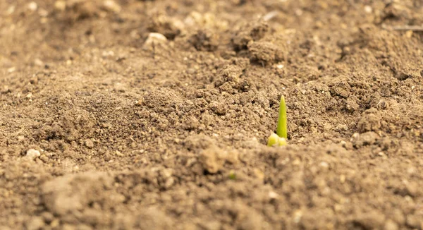 Концепція Майбутньої Весни Гіацинти Проростають Саду — стокове фото