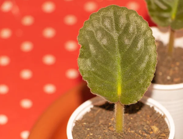 African violet leaf close up, Beautiful ornamental plant for indoor