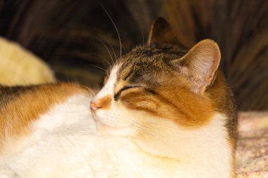 İçeride uyuyan güzel kedi. Ağaç renkli kedi.