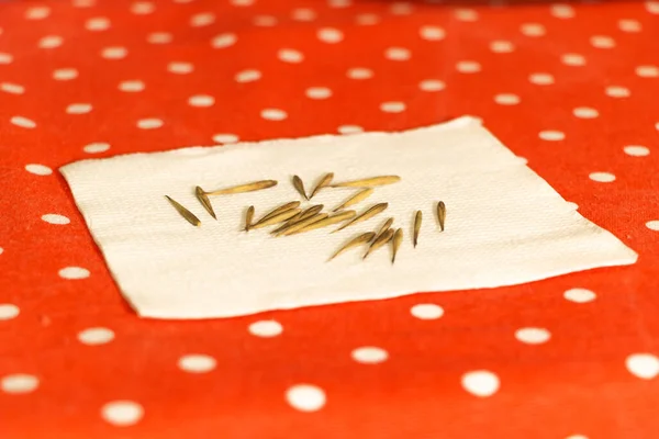 Kağıt üzerinde bambu tohumları, ekilmeye hazır.