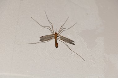 Duvarda turna sineği var. Tipula sp