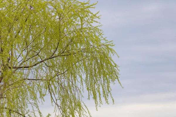 Een wilg in de blauwe lucht die in het voorjaar zijn verse bladeren opent — Stockfoto