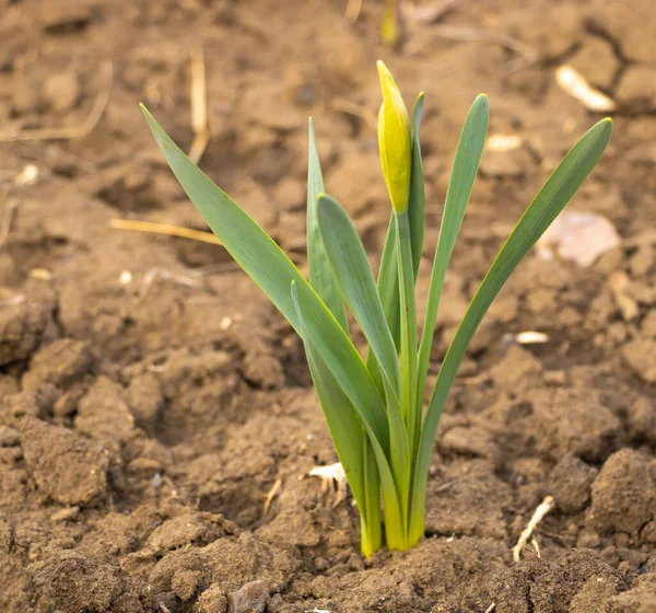 Gele narcissen met bloemknoppen in het voorjaar — Stockfoto