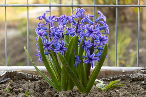 Piękny kwitnący niebieski hiacynt. Jak dbać o koncepcję hiacyntów — Zdjęcie stockowe