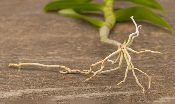 Orchid roots dendrobium nobile на деревянном фоне — стоковое фото