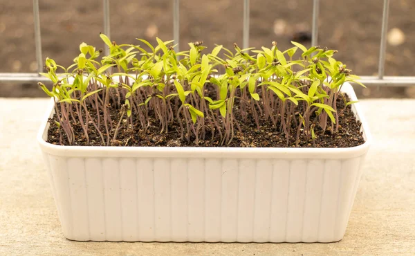 Mudas de tomate acabaram de germinar. Como cultivar tomates do conceito de sementes — Fotografia de Stock