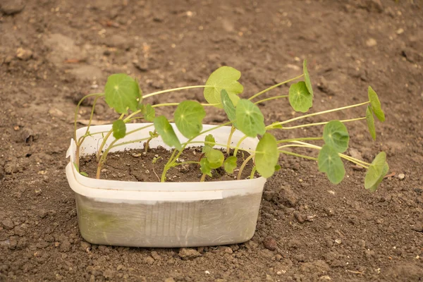 Semis de nasturtium germé, comment faire pousser le concept de nasturtium — Photo