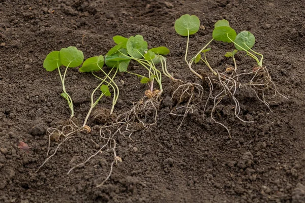 Nasturtium fideleri filizlendi, nasıl yeniden otlanılır konsepti