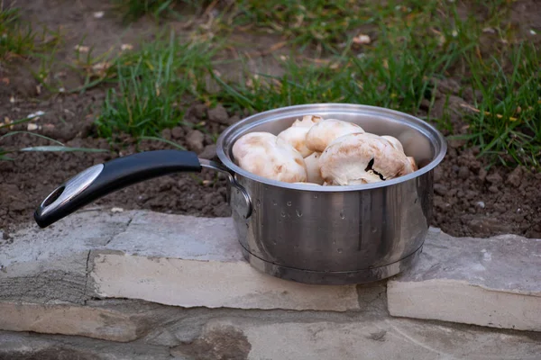 Tazón Lleno Champiñones Crudos Listo Para Cocinar — Foto de Stock