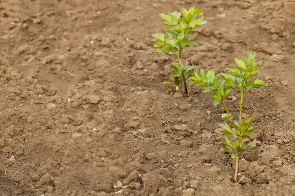 Lovage begon net te groeien in de lente, De voordelen van deze cultuur Concept — Stockfoto