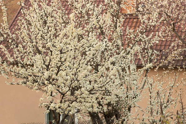 Los árboles que florecen en frente de la casa, las flores son fragantes — Foto de Stock