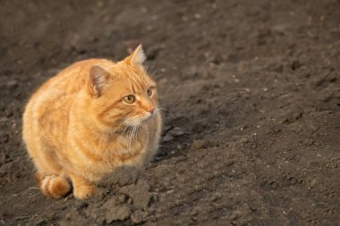 Bahçede turuncu bir kedi oturuyor. Eğlenceli ve güzel görünüyor.