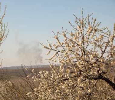 Gökyüzünde siyah duman, atmosfer kirliliği kavramı. Beyaz çiçekli ağaç