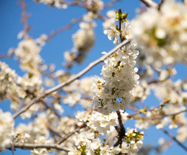 Flor de cerezo blanco en el cielo azul con flores fragantes — Foto de Stock