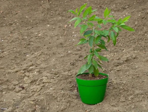 Декоративна Рослина Solanum Birocapsicum Доглядати Нею Концепція — стокове фото