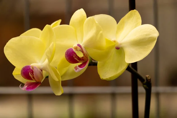 Yellow Orchid Flowers Pretty Beautiful Close How Kare Orchids Concept — Stock Photo, Image