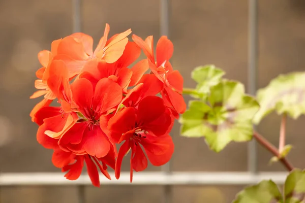 花の赤いペラルゴニウムは 非常に美しい花を閉じます ペラルゴニウムの概念を成長させる方法 — ストック写真