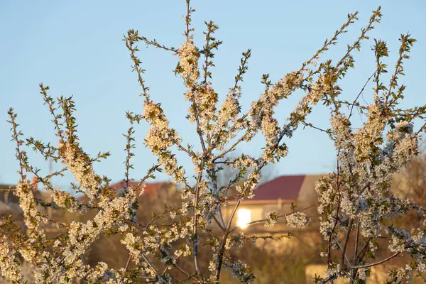 Flor de cerezo en el cielo azul con flores blancas — Foto de Stock