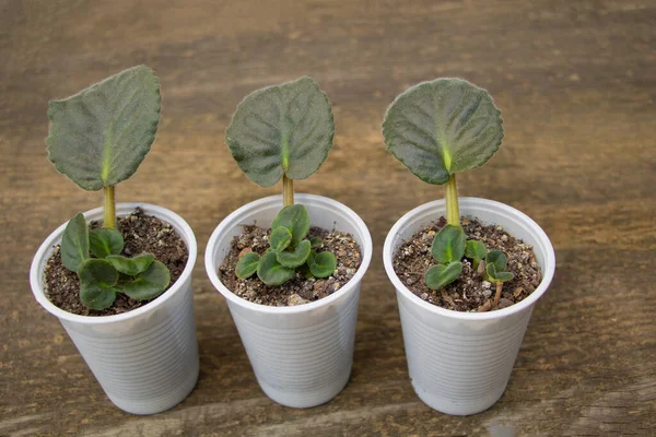 Concepto de propagación de la hoja violeta africana. Crecieron nuevas hojas jóvenes — Foto de Stock