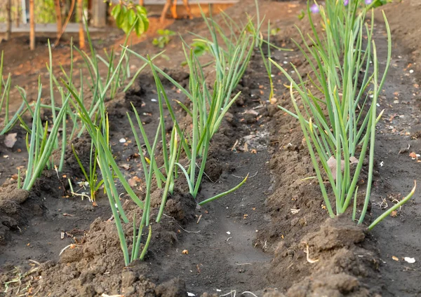 Zwiebeln Wachsen Frühling Kräftig Garten — Stockfoto