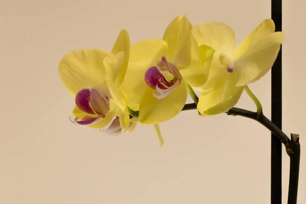 Beautiful Yellow Orchid Flower Pink Middle — Stock Photo, Image