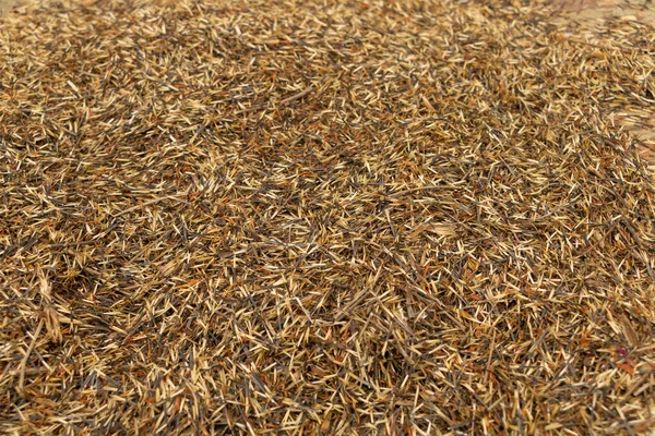 Тысячи Семян Мериголд Красны Посадки Семена Текстуры — стоковое фото