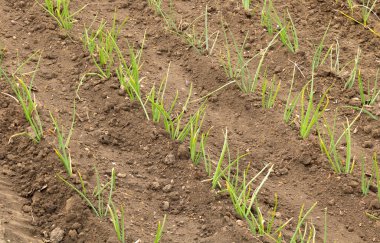 Baharda bahçede taze soğan çiftliği.