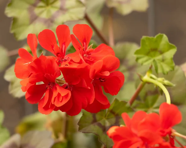 Pelargonium Fleurissant Beau Rouge Fermer Fleur — Photo