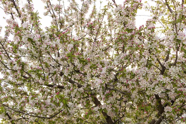 Árvore Maçã Flor Com Flores Brancas Rosa — Fotografia de Stock