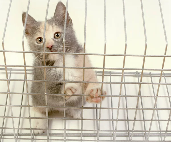 Omezení svobody pouličních koček — Stock fotografie