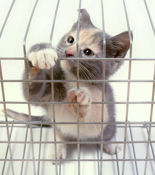 Gatinho em uma gaiola no fundo branco — Fotografia de Stock