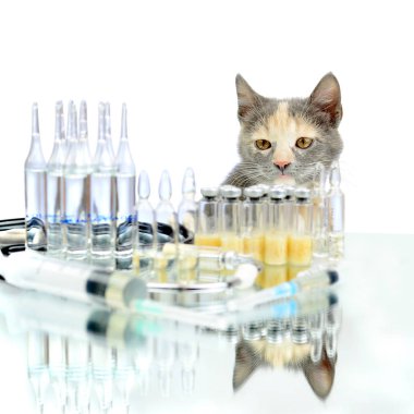 Kedi içinde hayvan hastalıklarıyla ilgili klinik bir ampül bir aşı ile görünüyor..