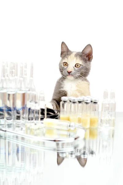 Kitten in an office for injections. Animal treatment — Stock Photo, Image