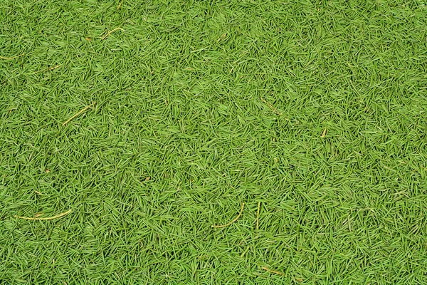 düşmüş çam iğneleri iğne yeşil arka plan